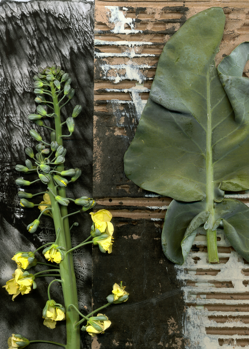 Blooming Broccoli 6/6/99